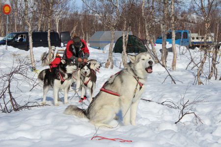 Några renrasiga polarhundar: Eva Persson med sitt spann.