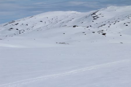 Draghundssamling mitt på fjället.