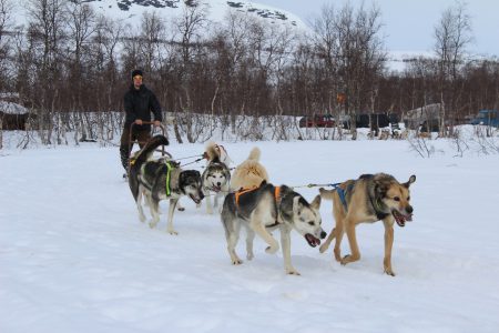 Linus Johansson med hundar lånade av David Gustavsson.